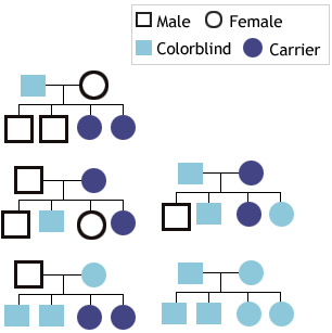 Inherited Color Vision Deficiency - genetics chart